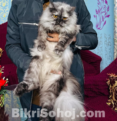 Sibrian Breed er Female Cat for sell